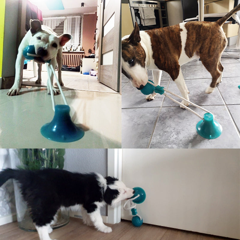 Taça de Sucção Dog Toy